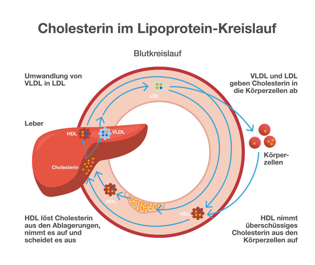 Der Cholesterinkreislauf Überschrift: „Cholesterin im Lipoprotein-Kreislauf“. Schematische Darstellung eines Blutkreislaufs unter Beteiligung der Leber und der Körperzellen. VLDL und LDL geben Cholesterin in die Körperzellen ab. HDL löst Cholesterin aus Ablagerungen, und führt es zurück zur Leber. Dort wird es über die Gallensäuren und direkt mit der Galle ausgeschieden.