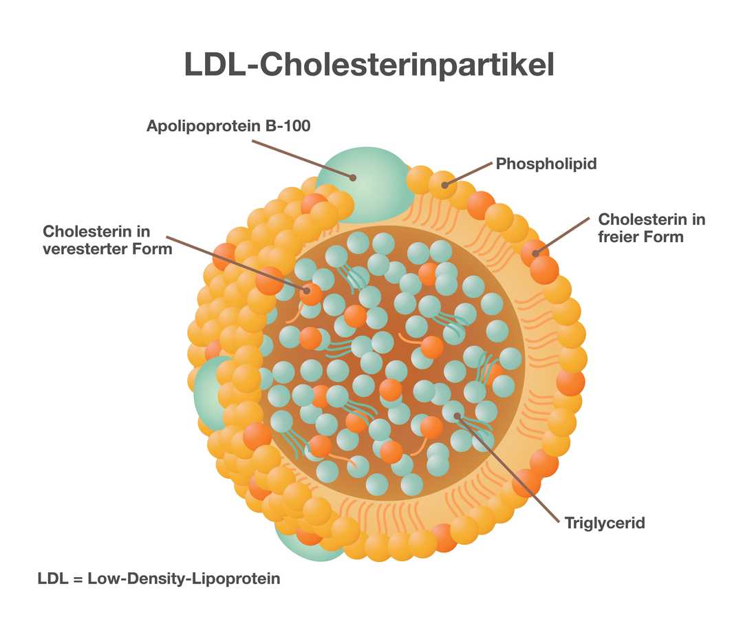 Aufbau LDL-Cholesterinpartikel Schematische Darstellung eines LDL-Cholesterinpartikels. Sie zeigt eine große gelbliche Kugel. Die Hülle der Kugel besteht aus vielen gelben, orangen und einzelnen grünen Kugeln. Die gelben Kugeln stellen Phospholipide dar, die orangen Cholesterin in freier Form. Die grünen Kugeln stehen für Apolipoprotein B-100. Im Inneren der großen Kugel befinden sich weitere grüne und orange Kugeln. Die grünen stehen für Triglyceride, die orangen für Cholesterin in veresterter Form. Unten links im Bild steht der Text „L