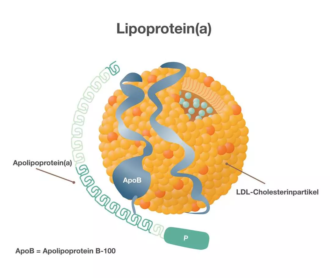 Aufbau Lipoprotein(a) Schematische Darstellung von Lipoprotein(a). Eine gelbliche Kugel stellt den LDL-Cholesterinpartikel dar. Über die Kugel ranken sich zwei blaue Linien. Sie stehen für „Apolipoprotein B-100“. Links wird die Kugel von einer grünen Kette umgeben. Sie steht für „Apolipoprotein(a)“.