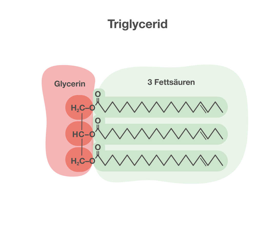 Aufbau Triglycerid Grafische Darstellung von Triglycerid. Sie besteht aus zwei Teilen. Links stehen die chemischen Elementsymbole H, C und O für „Glycerin“. Rechts stehen drei gezackte Linien für „3 Fettsäuren“.